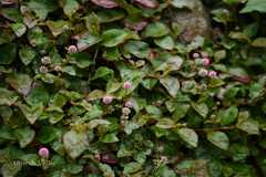 Persicaria capitata